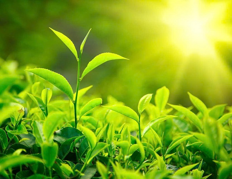 rà xanh được chế biến từ lá cây Camellia sinensis chưa qua lên men