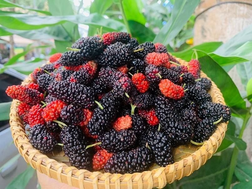 Dâu tằm chứa lượng kali khá cao.
