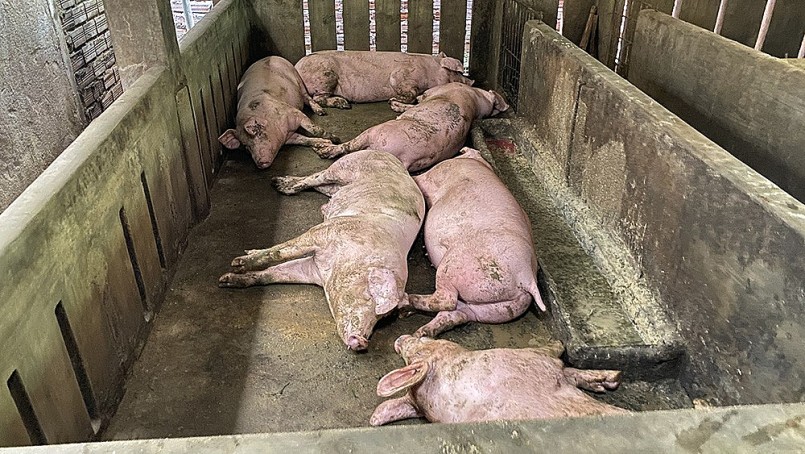 Gần đây, theo thông tin từ Bộ Nông nghiệp và Phát triển nông thôn, các tỉnh phía Bắc đã ghi nhận 386 ổ dịch tả lợn châu Phi