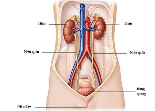 Thận – “nhà máy lọc máu” tinh vi, đảm nhận vai trò sống còn trong hệ bài tiết và nội tiết.