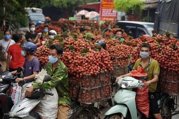 Vải thiều Việt Nam và hành trình chinh phục thị trường toàn cầu