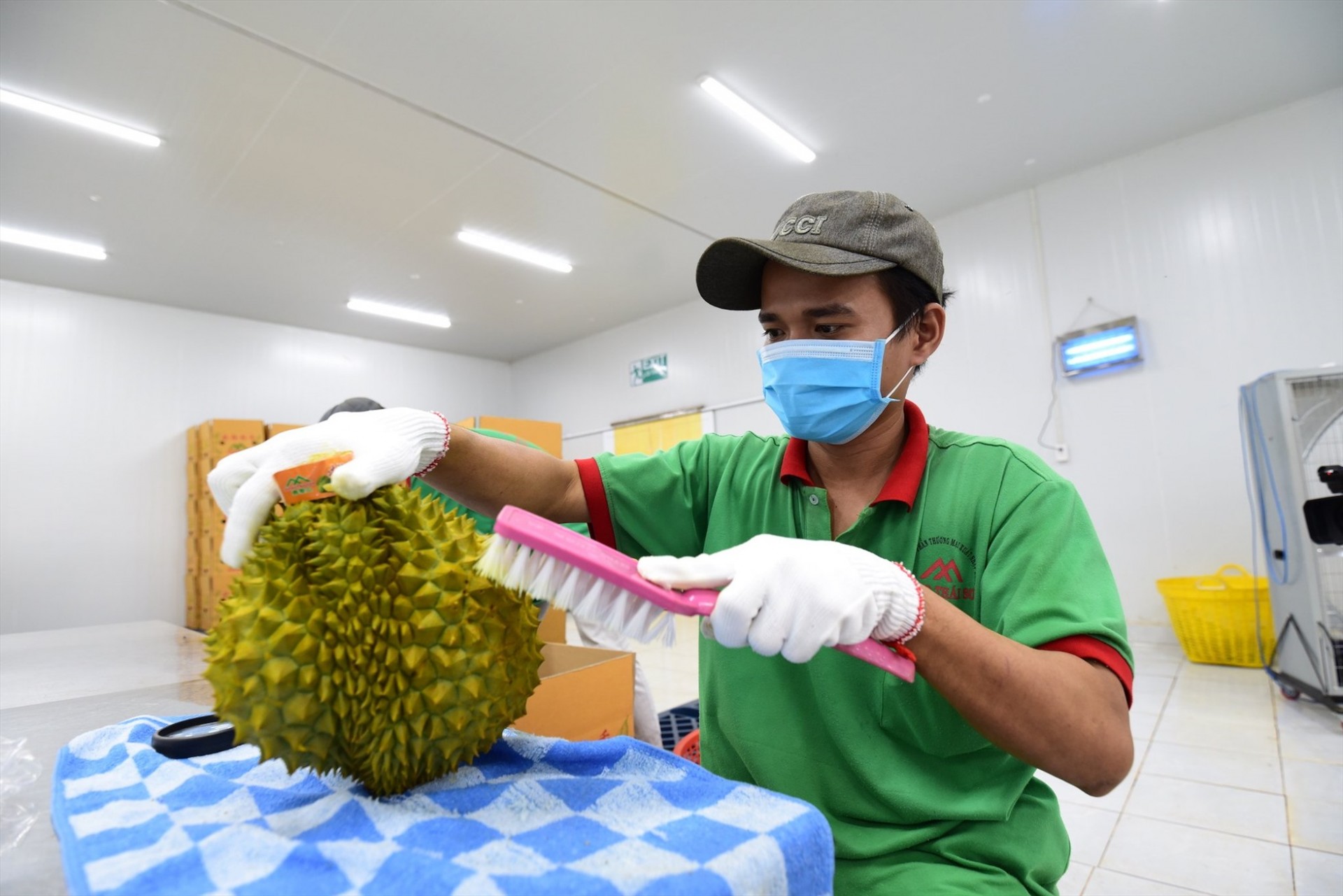 Trung Quốc đánh giá cao chất lượng sầu riêng Việt Nam, củng cố kỳ vọng xuất khẩu