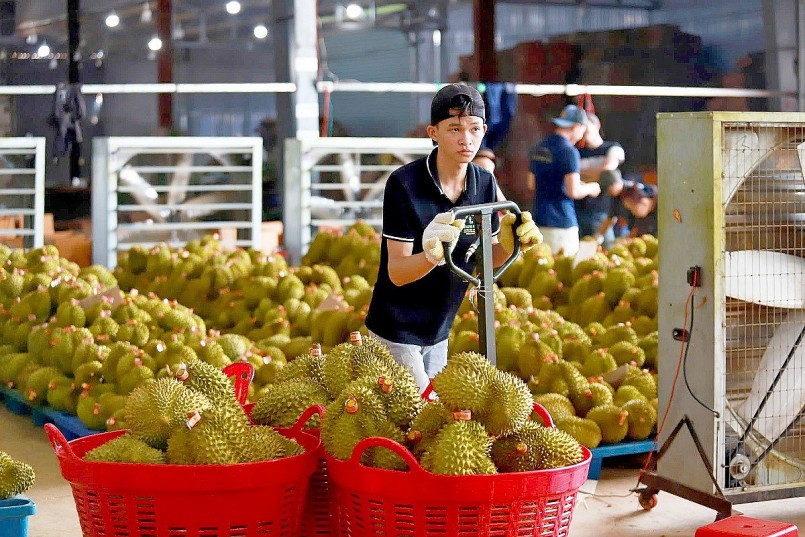 Sắp có tiêu chuẩn riêng cho sầu riêng Việt Nam