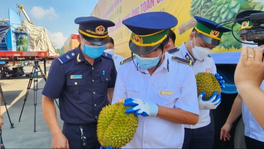 Sầu riêng Việt Nam bước vào giai đoạn “chuẩn hóa”: Hướng tới chất lượng và phát triển bền vững