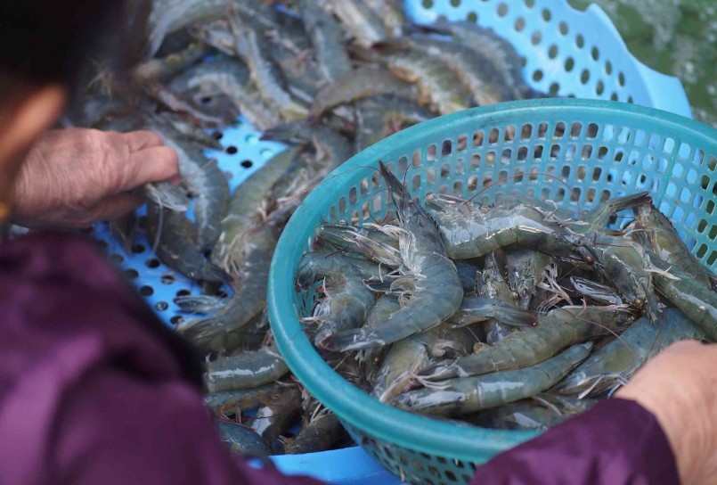 Thủy sản Việt Nam tăng trưởng xuất khẩu nhưng áp lực dồn về sân nhà