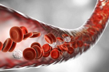 Cải thiện lưu thông máu: Khởi đầu từ bàn ăn và bước chân