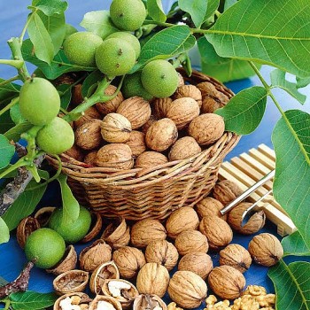 Quả óc chó - “Nhà máy” dinh dưỡng giúp bảo vệ tim mạch, trí não và đường ruột