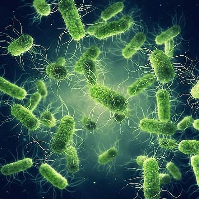 Bệnh tả là một bệnh truyền nhiễm cấp tính do vi khuẩn Vibrio cholerae gây ra