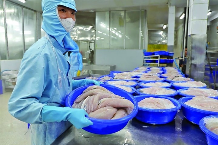Động lực khiến xuất khẩu cá tra đạt hơn 1,4 tỷ USD trong 8 tháng