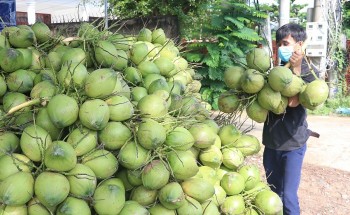 Ngành dừa Việt Nam bứt phá, mang về hàng tỉ USD mỗi năm