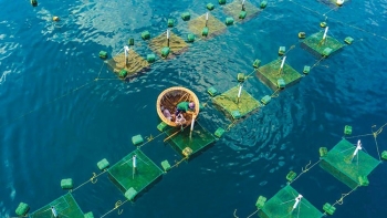 185.000 tỷ đồng tín dụng ưu đãi cho nông, lâm, thủy sản: Đòn bẩy vốn cho doanh nghiệp và hộ sản xuất