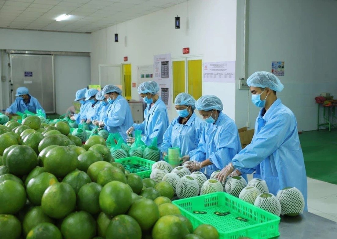 Xuất khẩu rau quả duy trì đà tăng trưởng, hướng tới mốc 8 tỷ USD năm 2025