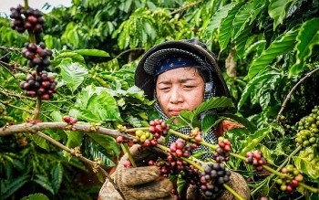 Giá cà phê hôm nay 13/10: Thị trường đi ngang chờ động lực mới, xuất khẩu lập kỳ tích