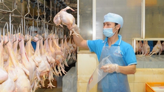 Thị trường chăn nuôi hướng đến Tết Nguyên đán 2026: Đảm bảo nguồn cung, kiểm soát giá và dịch bệnh
