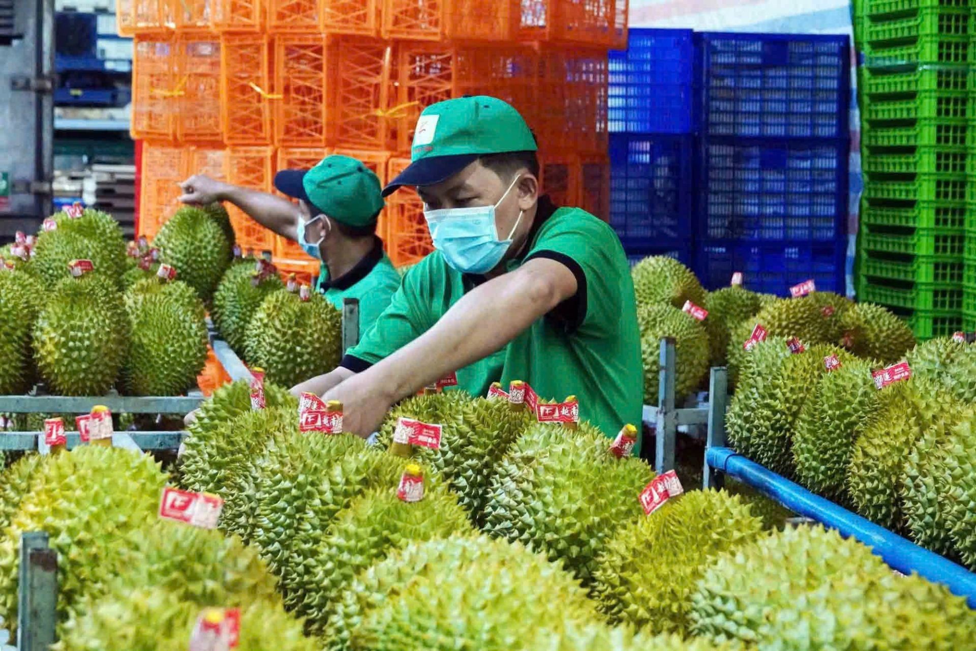 Bộ Nông nghiệp và Môi trường chỉ đạo khẩn gỡ “điểm nghẽn” xét nghiệm sầu riêng xuất khẩu Bộ Nông nghiệp và Môi trường chỉ đạo khẩn gỡ “điểm nghẽn” xét nghiệm sầu riêng xuất khẩu