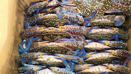 Ghẹ Việt Nam “cầm cự” trước lệnh nhập khẩu bị tạm hoãn tại Mỹ