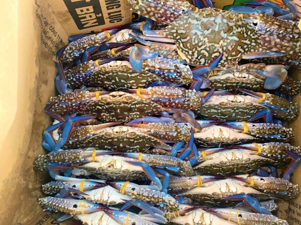 Ghẹ Việt Nam “cầm cự” trước lệnh nhập khẩu bị tạm hoãn tại Mỹ