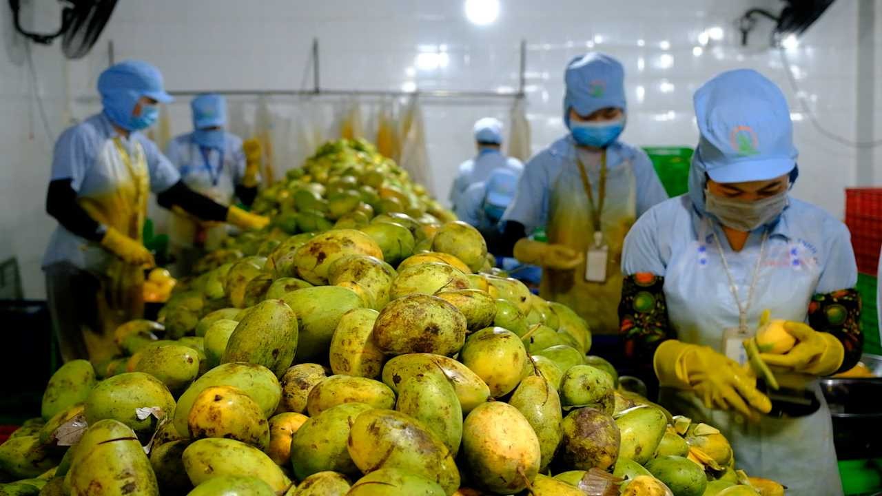 Ngành rau quả Việt Nam bứt phá, kỳ vọng chạm mốc 8 tỷ USD xuất khẩu Ngành rau quả Việt Nam bứt phá, kỳ vọng chạm mốc 8 tỷ USD xuất khẩu