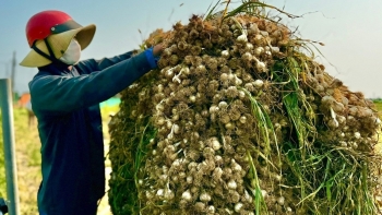 Hành trình biến tỏi Lý Sơn thành thương hiệu quốc tế