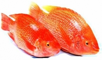 Cá điêu hồng chinh phục thị trường sushi Nhật Bản