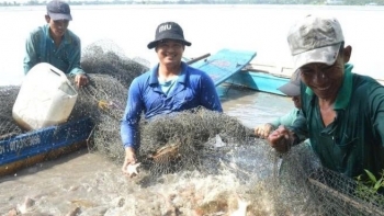Mô hình nuôi cá trong ruộng giúp nông dân An Giang lãi gấp ba lần