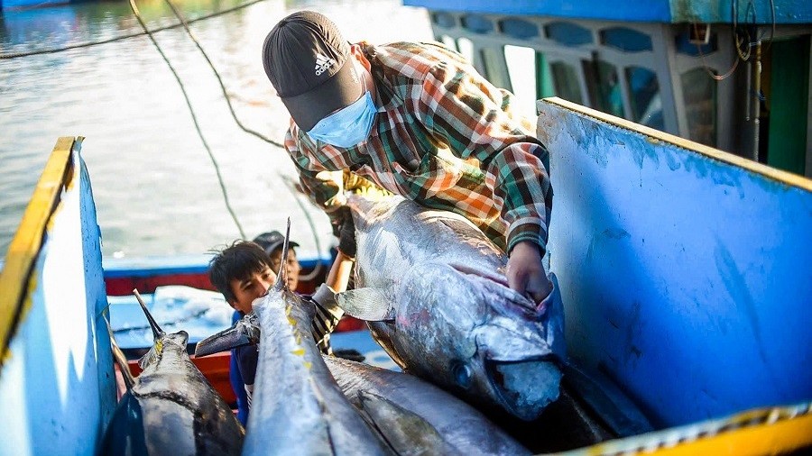 Nhiều động lực để cá ngừ Việt Nam rộng cửa vào thị trường Hà Lan