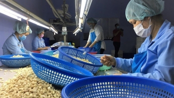 Trung Quốc tăng mạnh nhập khẩu: Hạt điều Việt Nam lên vị thế mới trên thị trường tỉ dân