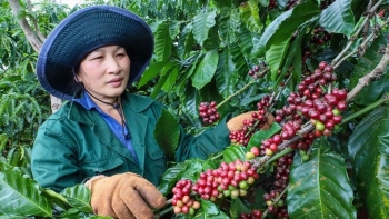 Ngành cà phê Việt Nam thiết lập đỉnh mới: Cơ hội tái định vị chuỗi giá trị nông sản