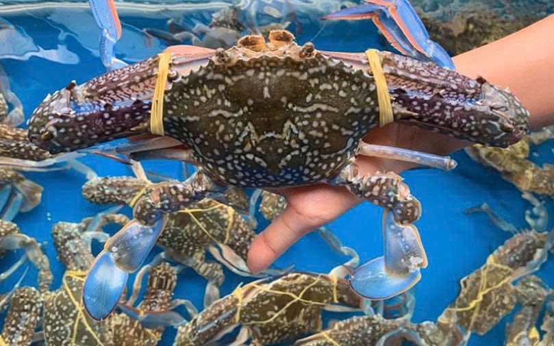 Xuất khẩu ghẹ Việt Nam tăng tốc: Cơ hội mở rộng thị trường và nâng giá trị sản phẩm Xuất khẩu ghẹ Việt Nam tăng tốc: Cơ hội mở rộng thị trường và nâng giá trị sản phẩm