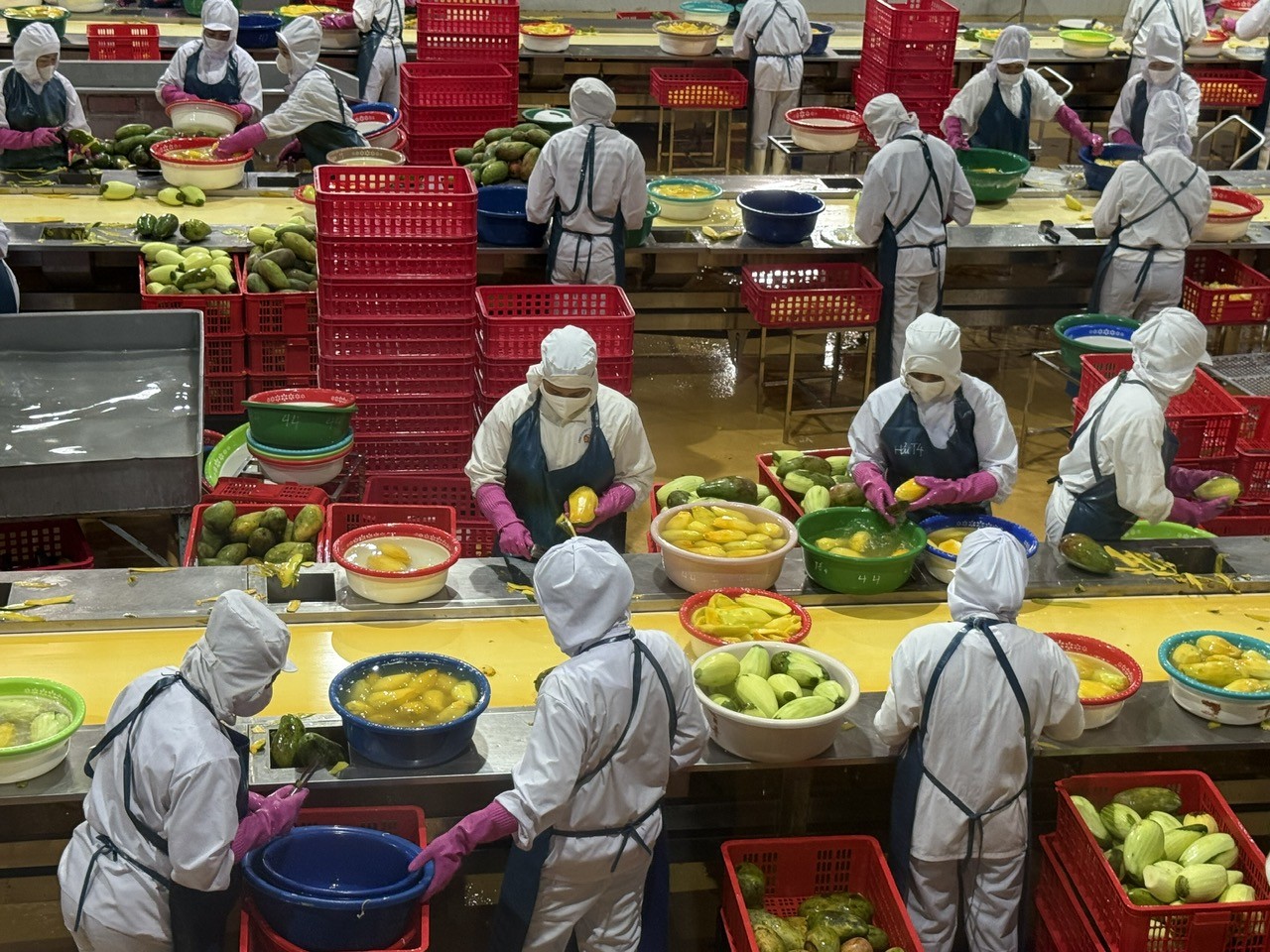 Xuất khẩu rau quả bứt phá, 11 tháng đã vượt thành tích cả năm 2024 gần 640 triệu USD