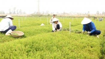 Từ rau dại ven đường đến đặc sản lạ: Trồng quanh năm, thu hoạch sau 3 tháng