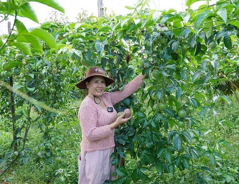 Xuất khẩu chanh leo vượt 200 triệu USD, hướng tới ngành hàng tỷ đô Xuất khẩu chanh leo vượt 200 triệu USD, hướng tới ngành hàng tỷ đô