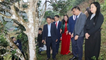 12 cây chè shan tuyết được công nhận là Cây Di sản Việt Nam