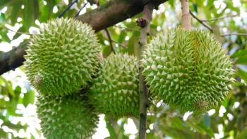 Chính thức thí điểm truy xuất nguồn gốc sầu riêng từ ngày 1/1/2026