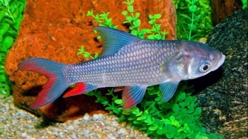 Từ cá tiến Vua đến đặc sản “ngũ quý hà thủy” giá cao ngất