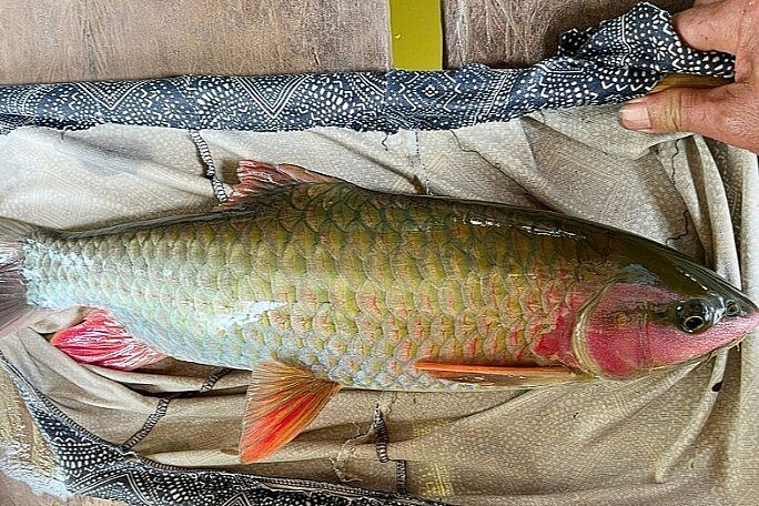 Từ cá tiến Vua đến đặc sản “ngũ quý hà thủy” giá cao ngất