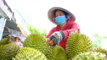 Xuất khẩu rau quả 11 tháng đạt gần 7,76 tỷ USD, hướng tới kỷ lục 8,5 tỷ USD