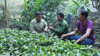 Nâng cao chất lượng cà phê từ đổi mới phương thức canh tác