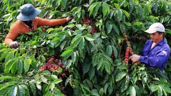 Nông sản Việt 2025: Rực rỡ những kỷ lục và khoảng lặng cần suy ngẫm