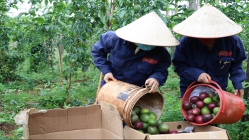 Từ chất lượng đến thị trường EU: Nông sản Việt khẳng định vị thế