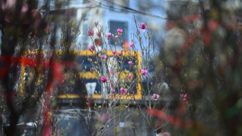 Mộc lan tiền triệu bung nở, làm “nóng” chợ hoa Tết Hà Nội