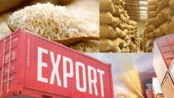 Dự báo giá gạo 2026: Xu hướng giảm vẫn chủ đạo