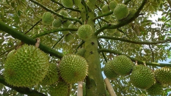 Giá sầu riêng tăng vọt, nông dân hái bạc triệu cuối năm