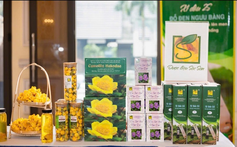 HTX Bảo tồn và Phát triển Dược liệu Sóc Sơn: Khẳng định vị thế từ chiến lược quản trị Tài sản Sở hữu trí tuệ bền vững