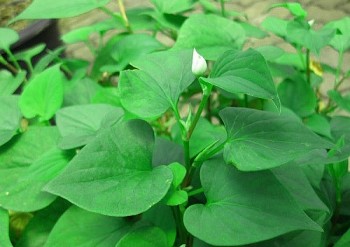 Bỏ túi những công thức chữa nhiệt miệng bằng các loại rau quen thuộc