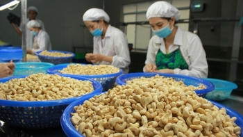 Giá điều nhân sẽ tăng vì nguồn cung không nhiều