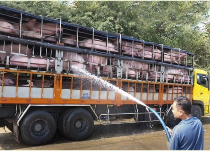 Campuchia tạm dừng nhập khẩu lợn từ Việt Nam