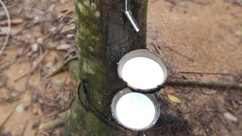 Giá cao su hôm nay 25/2: Tăng đồng loạt
