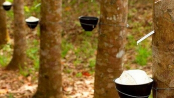 Giá cao su hôm nay 27/2: Tiếp đà tăng