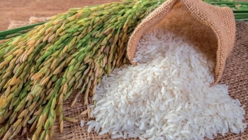Giá gạo hôm nay 8/3: Ổn định